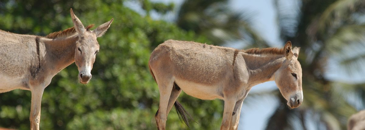 Jericoacoara burros