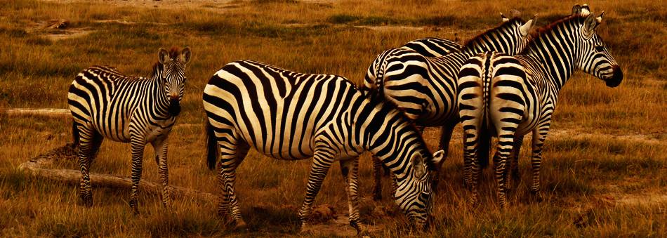 Diani Beach safari